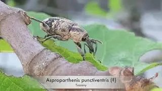 Curculionidae eating a fig leaf