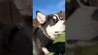 Finally some sun!! ☀️😃#dog #malamute #photography #puppy #edit #art #husky #videography