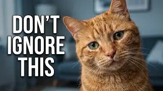 The Silent Signs Your Cat Is Sick