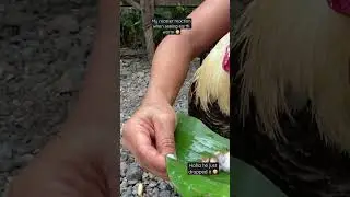 Rooster reaction seeing earth worm 😁