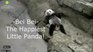 Bei Bei  - The Happiest Little Panda (& ChiChi!)