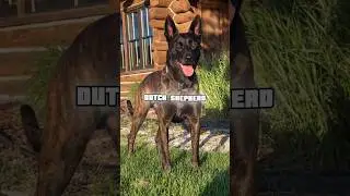The Ghost Dog They Never Told You About | The Dutch Shepherd