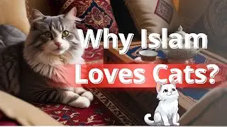 Discover the Islamic Teachings About Cats
