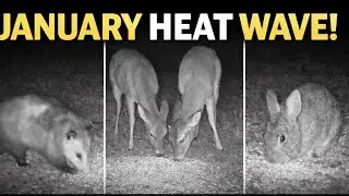 Unseasonably Warm January | Deer, Night Critters, Crows & Blue Jays