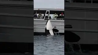 Orca says hi to guests aboard &lsquo;Gone Whale Watching&rsquo; in San Diego! #whalewatching #killerwhale #orca