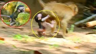 Breaking heart ! Daniela falling down in rock, Reaching Kari / Monkey Post