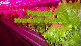 Фито LED матрица для россады