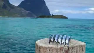 Episode: 3 Cooking Garfish on Lord Howe Island