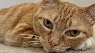 Giving oral medicine to a challenging cat without a syringe