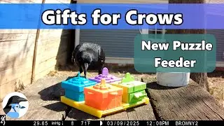A Gift for My Crows - New Puzzle Feeder