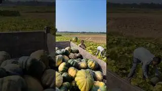 Bumper Pumpkin Harvest: 🎃 Truck Loading in Full Swing #shorts