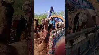 Camel loading 🥰😃#cow #animals #goat #camel #all #shorts #camel #lifeisbutadream #ihavethisthingwith