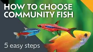 Vibrant Aquarium Fish: Choose Perfect Tankmates