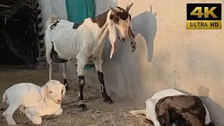 Mother Goat with Newborn Kids 🐐