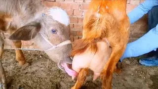 Cute buffalo Baby Feeding Goat Milk 😋