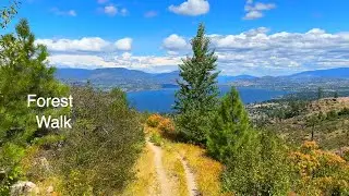 Enchanted Mountain Forest Walk | A Serene Journey Through Nature