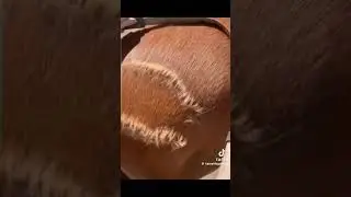 haircut of a horse's mane