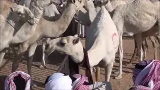 حفل مزاين ذوي حطاب 2