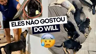 COMO FOI TER 7 FILHOTES REBELDES POSANDO NA MINHA CASA? 😰