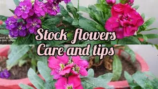 Stock Flowers (Care and Tips) 🌸🌺🌼🌸🌺🌼