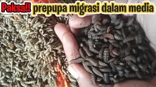 Cara Agar Prepupa Migrasi dari Dalam Media