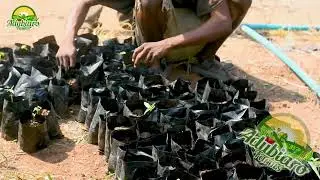 What age of oil palm seedlings is best to plant? 