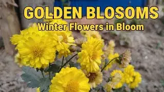 ✨ Beautiful Yellow Chrysanthemum Garden Live | Nature Photography 🌼📸@Kulshum_official  is live