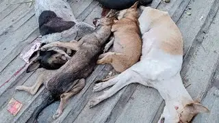 Espesialista Saude Animal Kondena Aktu Oho Asu & Asaun Brutal