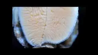 Moving sea snail / Передвижение морской улитки