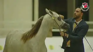 100 - S H FUJAIRAH - RAMADAN ARABIAN HORSE CHAMPIONSHIP ABU DHABI 2026