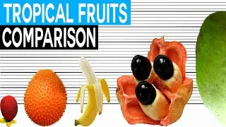 Fruit Size Comparison | Tropical Fruits
