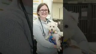 What Makes AMC's Veterinary Internship Unique