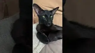 🐈&zwj;⬛ black oriental cat Kasper