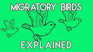 How to Solve HackerRank's Migratory Birds Problem in Java