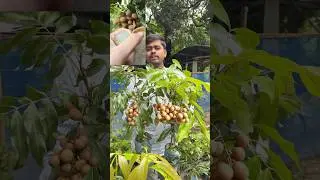 Vietnam Longan Tree #nurseryplants #plantdeliveryindia #allindiadelivery #agriculture #homegarden