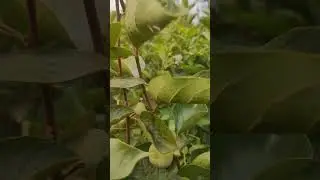 persimmon fruit plant nursery 9816757642 #fruitplantnursery #persimmonfruit #appleplant #gardening