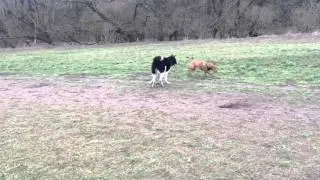 Whiskey in Action..
