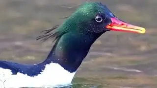 Red breasted Merganser (Mergus serrator)