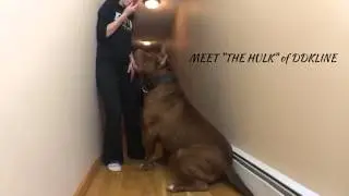 Biggest bully pitbull on earth ON SCALE 173lbs 17 months THE HULK! Of ddkline