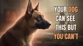 10 STRANGE Things ONLY Dogs Can Sense But You Can't