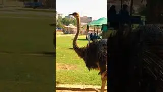 Ostrich in Family Park || Now Informative || #NowInformative