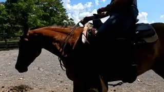 Hank sells November 8th at Tri-State Horse Sale, Abingdon VA