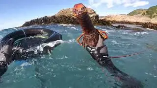 Kaikoura Dive Dec 2023
