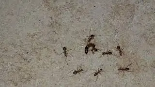 Yellow Crazy Ants worker attacking Crematogaster Borneensis queen!
