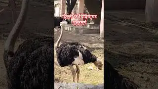 दिल्ली के चिड़ियाघर (नेशनल जूलॉजिकल पार्क) में शुतुरमुर्ग #zo #delhizoologicalpark #shorts