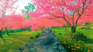 🔴Healing Violin Frequencies : Music to Restore your Nervous System & Soothe the Soul