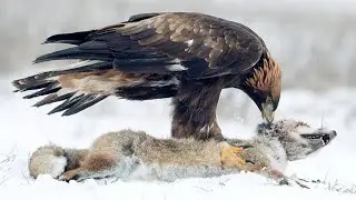 The Golden Eagle Feeds on a Fox in Snow | Rare Wild Behavior 🦅🦊