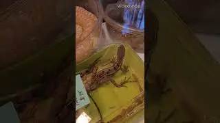 They Are Underground Reptile A Beautiful Brown Basilisks /
