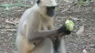 Adorable Cute Baby  Langur Monkey