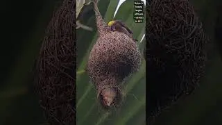 Teamwork in Nature: Parents at Work 🐦💛🕊️ #weavers #birdnest   #parenting